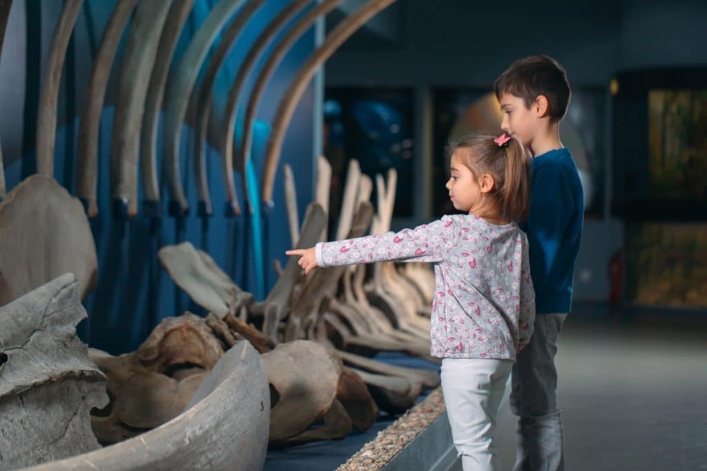 Paleontólogos por un día: los nuevos talleres para niños del Museo Arqueológico Regional