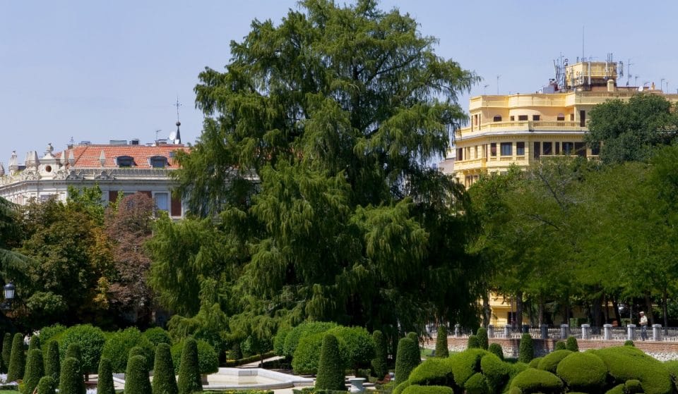 El ahuehuete del Retiro: el árbol más anciano de Madrid