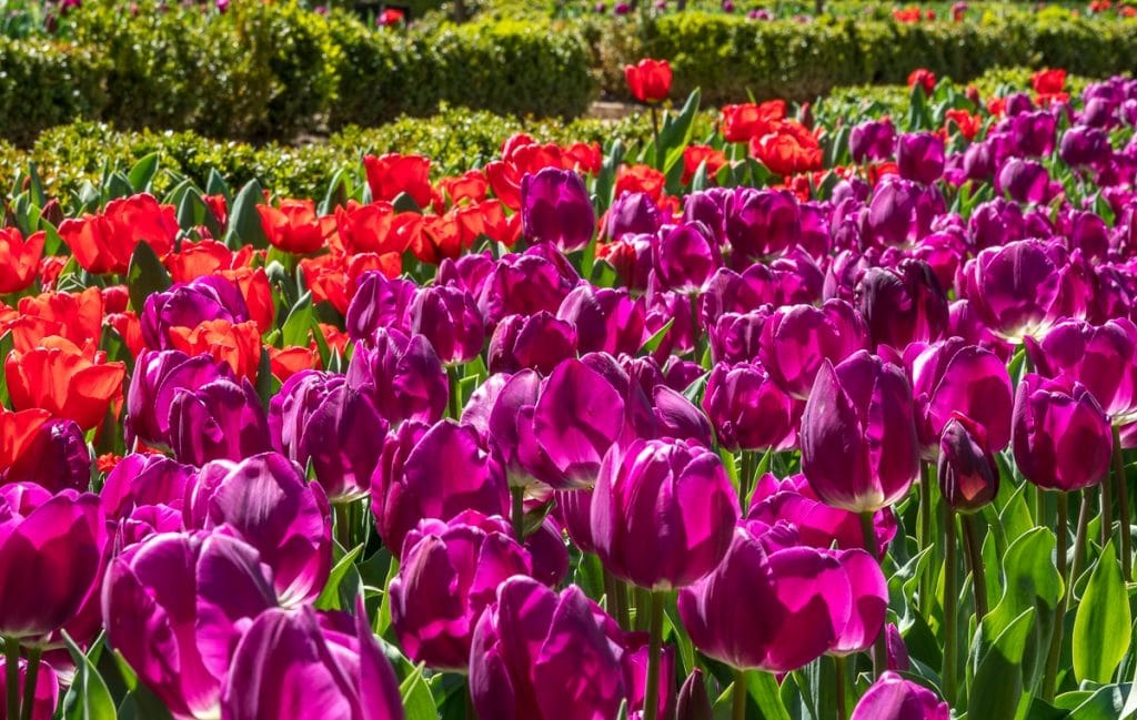 Ya se pueden visitar los tulipanes recién florecidos del Real Jardin Botánico