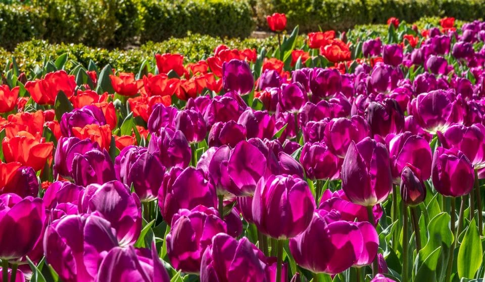 Ya se pueden visitar los tulipanes recién florecidos del Real Jardin Botánico
