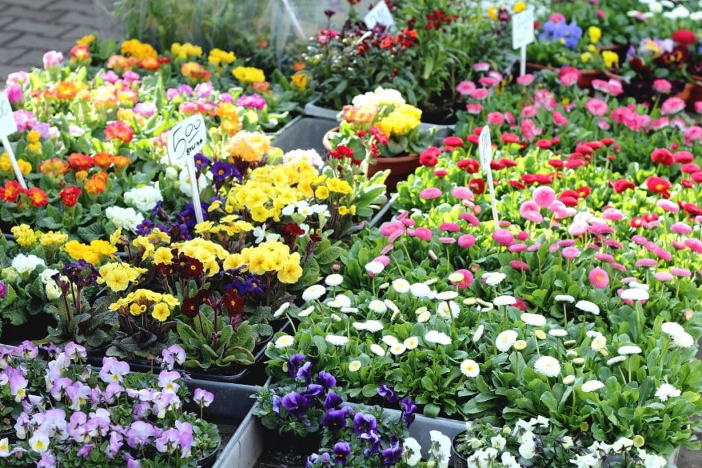 Flores y plantas al mejor precio en este mercadillo efímero del centro de Madrid