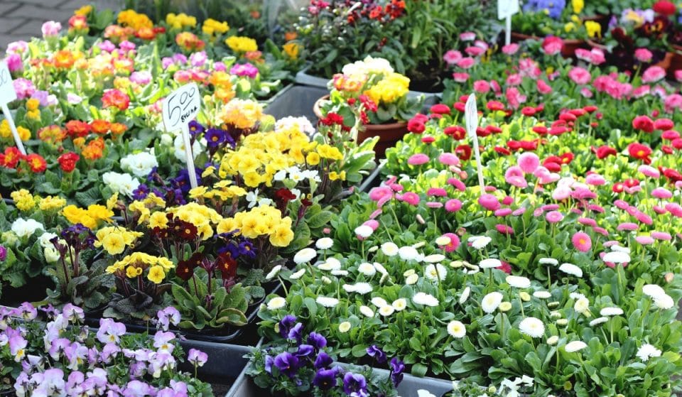 Flores y plantas al mejor precio en este mercadillo efímero del centro de Madrid