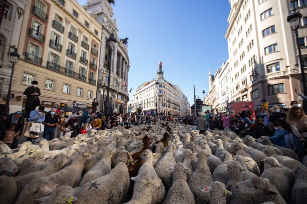 Las calles de Madrid se volverán a llenar de miles de ovejas este finde