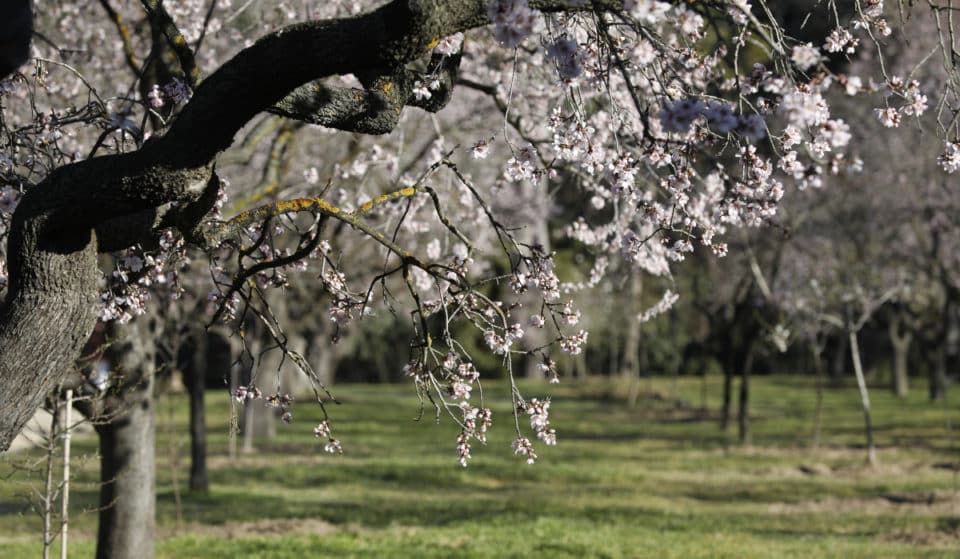 Los más de 1.600 almendros de la Quinta de los Molinos ya están en flor