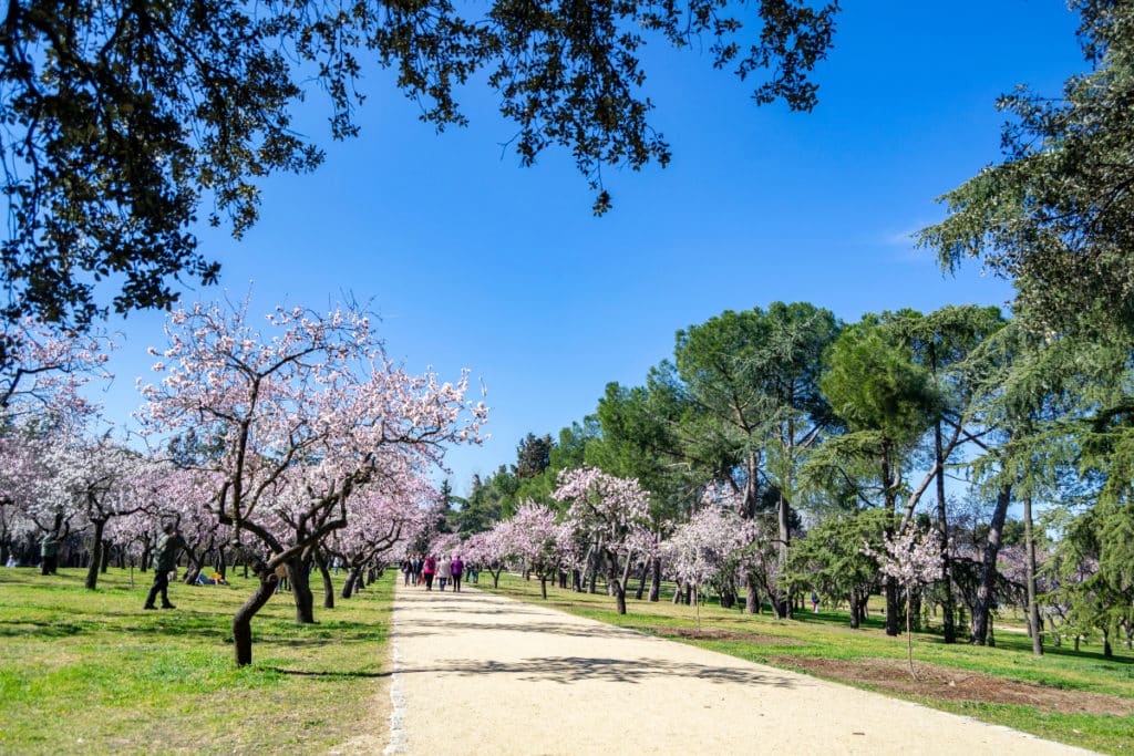 La Quinta de los Molinos se prepara para la floración del almendro con un evento