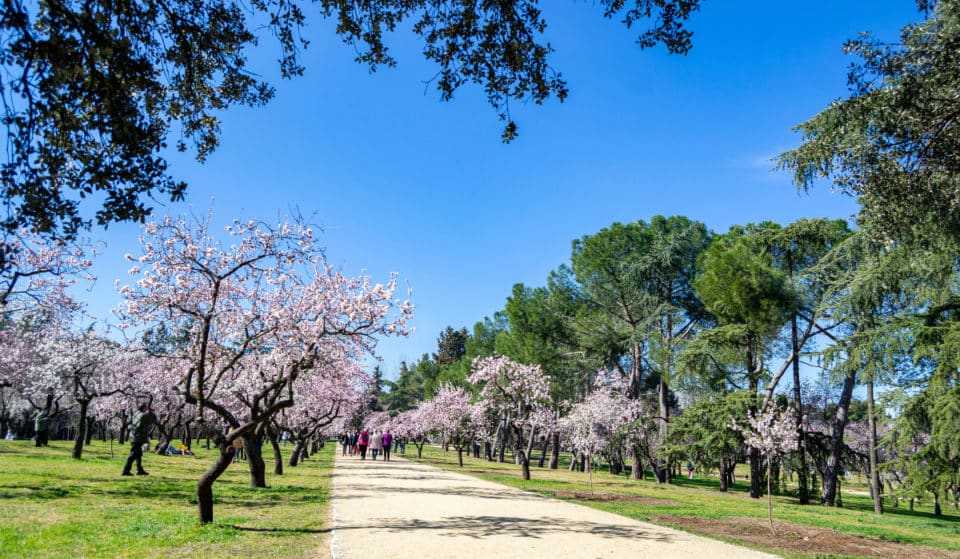 La Quinta de los Molinos se prepara para la floración del almendro con un evento
