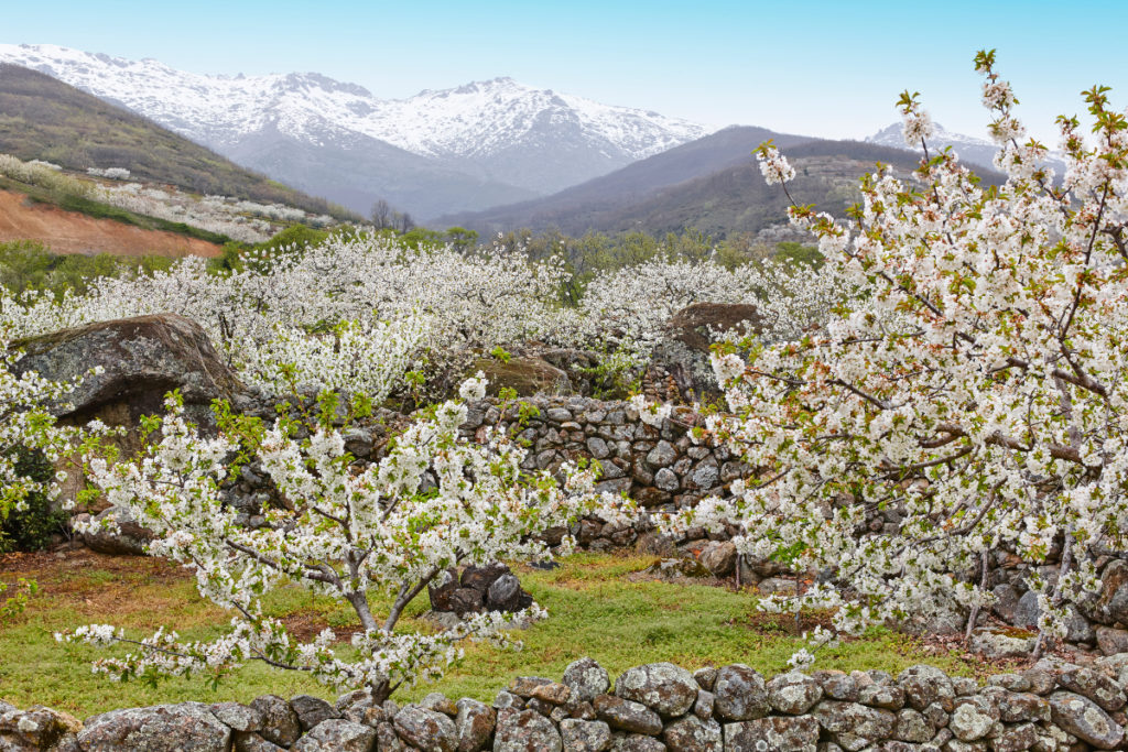 La floración del cerezo ya ha comenzado y puedes verla en una escapada desde Madrid